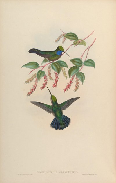 Campylopterus villaviscensio by John Gould